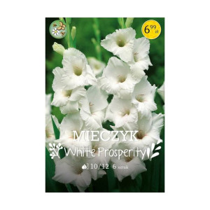 Mieczyk White Prosperity 6szt. cebulki kwiatów