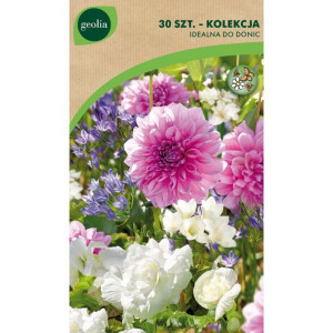 Frezja Hiacynt Begonia mix 30szt. cebulki kwiatów Geolia