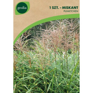Nasiona trawy dekoracyjnej 0.15kg Geolia