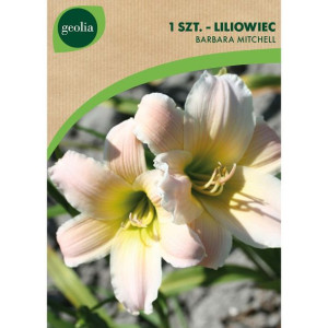 Liliowiec Barbara Mitchell 1szt. cebulki kwiatów Geolia