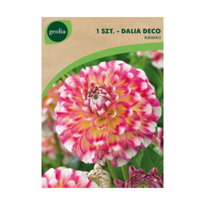 Dalia dekoracyjna Hawaii 1szt. cebulki kwiatów Geolia