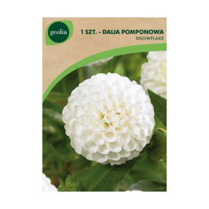 Dalia pomponowa Snowflake 1szt. cebulki kwiatów Geolia