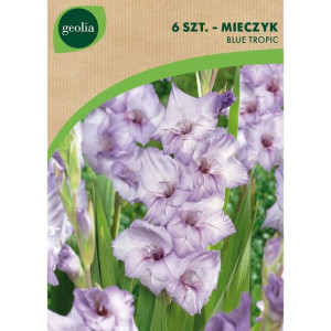 Mieczyk Gladoli Blue Tropic 6szt. cebulki kwiatów Geolia