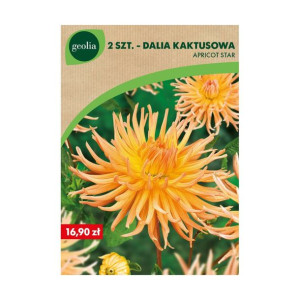 Dalia Apricot Star 2szt. cebulki kwiatów Geolia