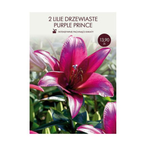 Lilia Purple Prince 2szt. cebulki kwiatów Geolia