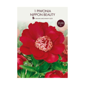 Piwonia Nippon Beauty 1szt. cebulki kwiatów Geolia