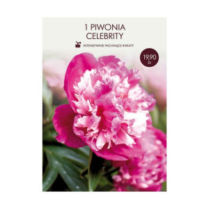 Piwonia Celebrity 1szt. cebulki kwiatów Geolia