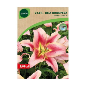 Lilia drzewiasta Garden Pleasure 2szt. cebulki kwiatów Geolia