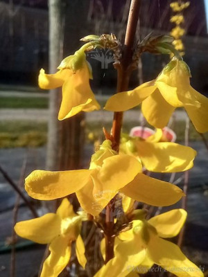 Forsycja pośrednia Goldzauber zwiastun wiosny
