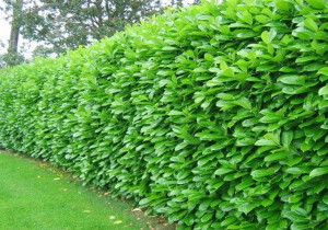 Laurowiśnia Wschodnia Rotundifolia Żywopłot