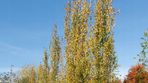 C2 Topola Osika Populus 80-120 Cm.