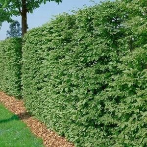 P11 Buk Pospolity Fagus Sylvatica Krzewy24