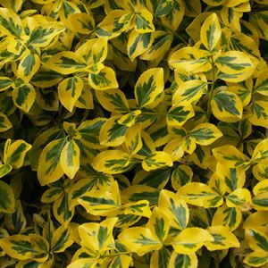 M Trzmielina Enonymus Emeralden Emeralden Gold