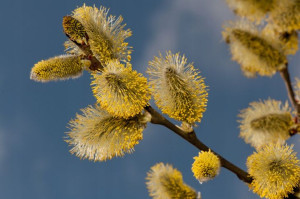 P9 Wierzba Szara Salix Caprea Cinerea Miododajna