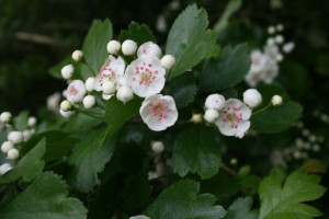 P11 GŁÓG DWUSZYJKOWY Crataegus laevigata
