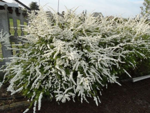 P9 Tawuła Szara Grefsheim Śnieżnobiała Wiosną