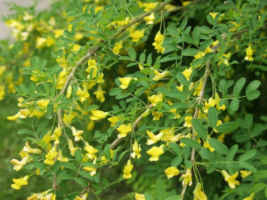 P11 Karagana Syberyjska Caragana Arborescens