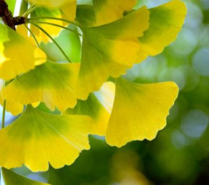 P9 Miłorząb Dwuklapowy Ginko Bilobab