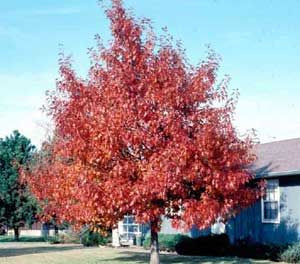C2 DĄB CZERWONY Quercus rubra