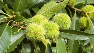 P9 Kasztan Jadalny Castane Sativa Krzewy24