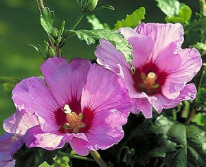 C2 Ketmia Syryjska Hibiscus Róża Chińska Hibiskus