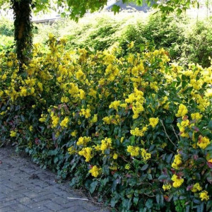 P11 Mahonia Pospolita Złote Kwiaty W Ogrodzie