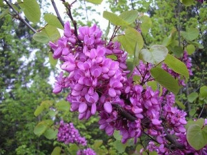 P9 Judaszowiec Wschodni Cercis Siliquastrum