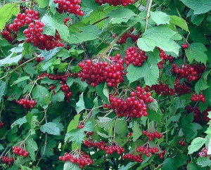 P11 Kalina Koralowa Viburnum Opulus Żywopłot