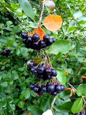 C1 Aronia Melanocarpa 50 Cm. Zdrowe Owoce