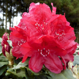 P9 RÓŻANECZNIK Rhododendron Hachmann's Feuerschein