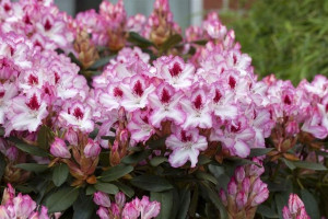 P9 RÓŻANECZNIK Rhododendron Hachmann's Charmant
