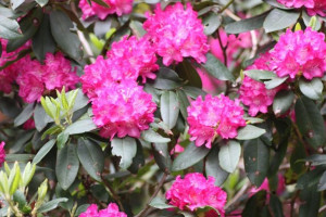 P9 Różanecznik Rhododendron Caractacus