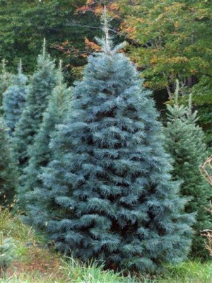 Gk Jodła Kalifornijska Abies Concolor Glacua