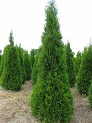 M Thuja Tuja Szmaragd Żywotnik Żywopłot