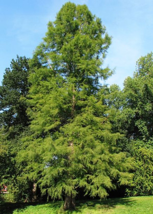 P11 Cypryśnik Błotny Taxodium Distichum