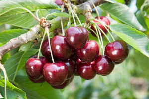 P11 Czereśnia Ptasia Prunus Avium Smaczne Owoce
