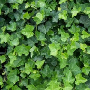 Bluszcz Hedera Helix Zimozielony Krzewy24