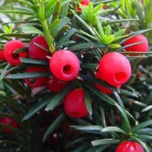 P11 Cis pospolity TAXUS BACCATA