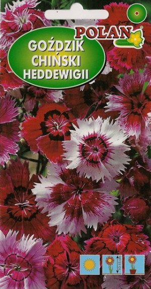 Polan Nasiona Goździk Letni Heddewigii Mix 1 G