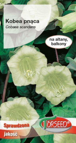 Torseed Nasiona Kobea Pnąca Biała 0,8 G