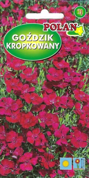 Polan Nasiona Goździk Kropkowany Karminoworóżowy 1 G