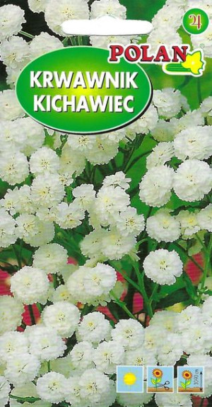 Polan Nasiona Krwawnik Kichawiec Biały 0,1 G