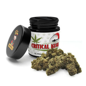 Susz konopny 5% Cbd Critical kush 1g Lokalny zielarz