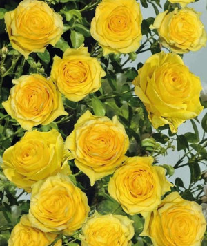 Róża pnąca żółta Golden Climber 3L