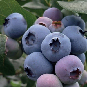 Borówka amerykańska Bluegold 1L