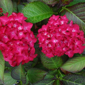 Hortensja Red Baron ogrodowa 2L