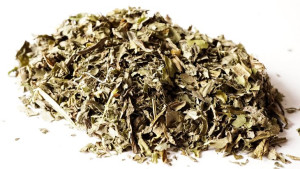MIĘTA PIEPRZOWA 100 g trawienie PACHNĄCA świeża