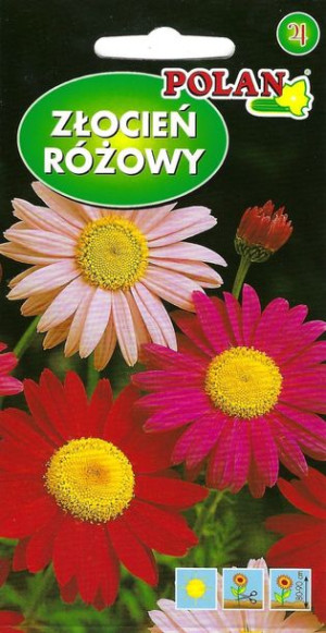 Polan Nasiona Złocień Różowy Mix 1g