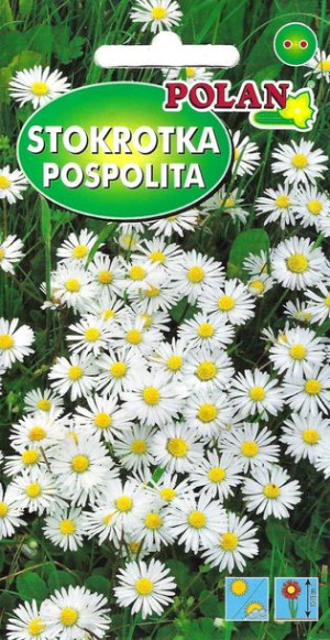 Polan Nasiona Stokrotka Trwała Pospolita Biała 0,2g