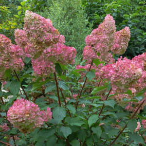 Hortensja Wim's Red (PBR) bukietowa 2L